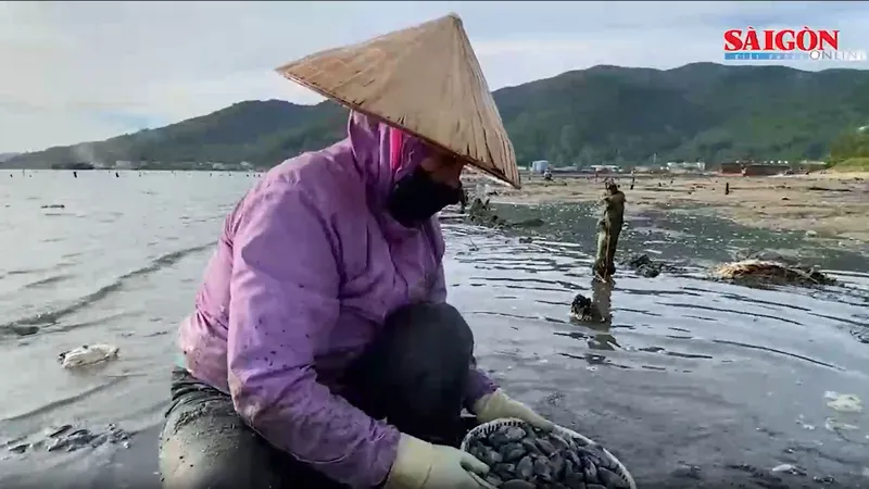 Người dân Đà Nẵng đội nắng, mưu sinh với nghề cào phi