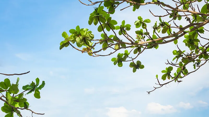Người qua sông chưa về lại