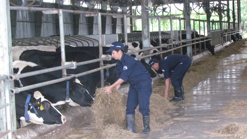 Trang trại chăn nuôi bò của Công ty Vinamilk tại huyện Bến Cầu, tỉnh Tây Ninh. Ảnh: ĐẠI DƯƠNG