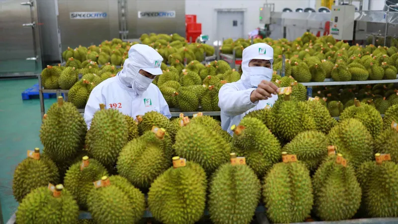 Không có việc Trung Quốc yêu cầu nộp giấy chứng nhận đăng ký và phí khi nhập khẩu nông sản