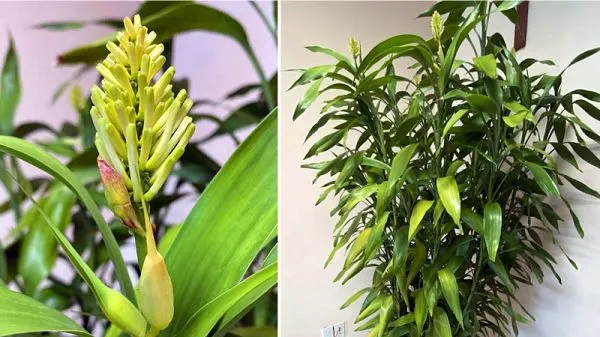 Tết nay nhớ tết xưa khi nghe mùi hương hoa thần tài