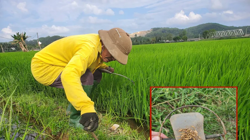 Đẩy lùi các “đội quân” chuột đồng