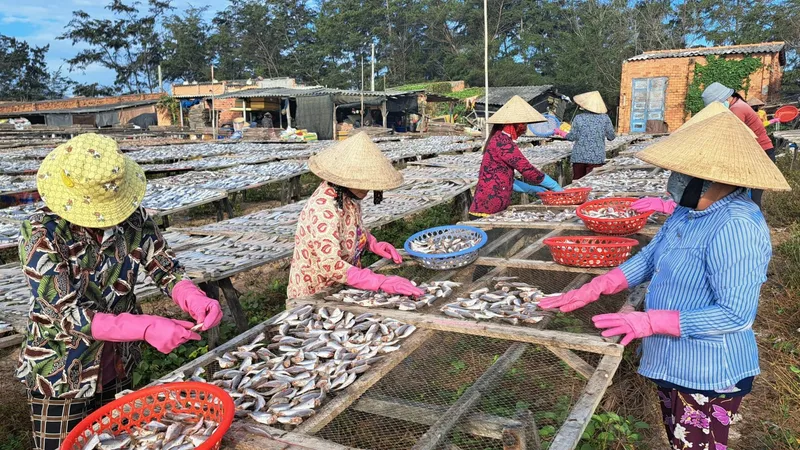 Làng cá Phước Hải, thị trấn Đất Đỏ, tỉnh Bà Rịa - Vũng Tàu chế biến cá khô phục vụ dịp Tết Nguyên đán. Ảnh: NÔNG NGÂN