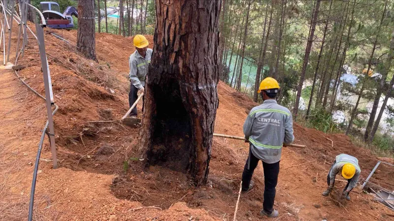 Hơn 120 cây thông bị lấp gốc, cắt rễ, chết tại dự án nghỉ dưỡng Núi Hoa Đà Lạt