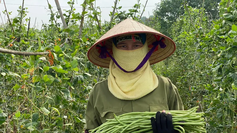 Công nhân canh tác, chăm sóc và thu hoạch rau hữu cơ tại Nông trại GenXanh, xã Hiệp Thuận, huyện Phúc Thọ, Hà Nội. Ảnh: VĂN PHÚC