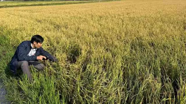 Hơn 1.000ha hoa màu ở Đắk Lắk bị thiệt hại do mưa đá