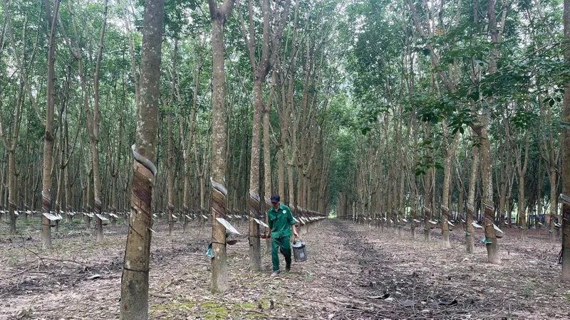Bàn giao 10.000ha đất cao su cho các dự án giao thông