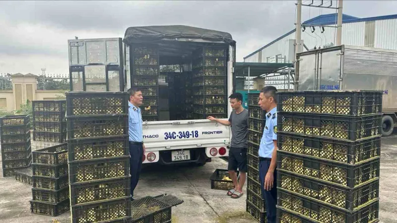 Lại phát hiện thêm 15.100 con vịt giống lậu
