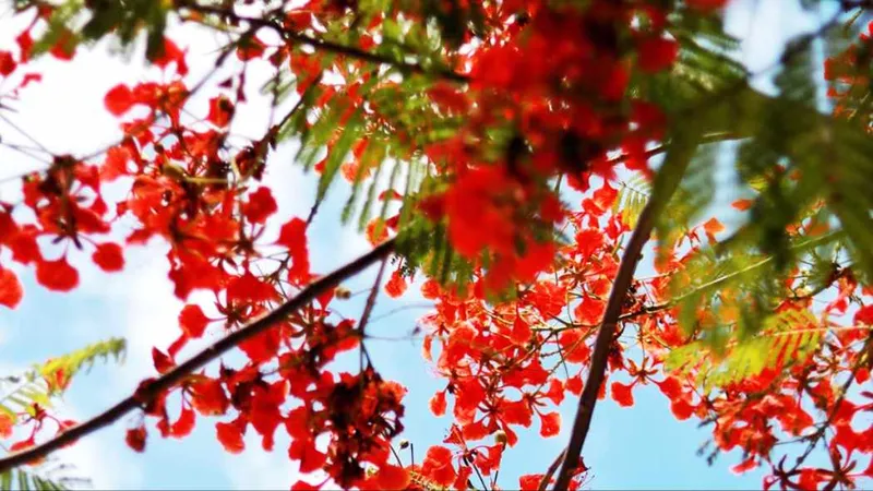Mối tình đầu
