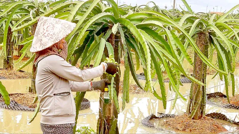 Mưa khắp cả nước, phá tan oi bức