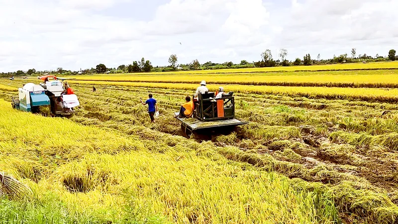 Nông dân Hậu Giang gặp nhiều khó khăn khi thu hoạch lúa bị ngã đổ