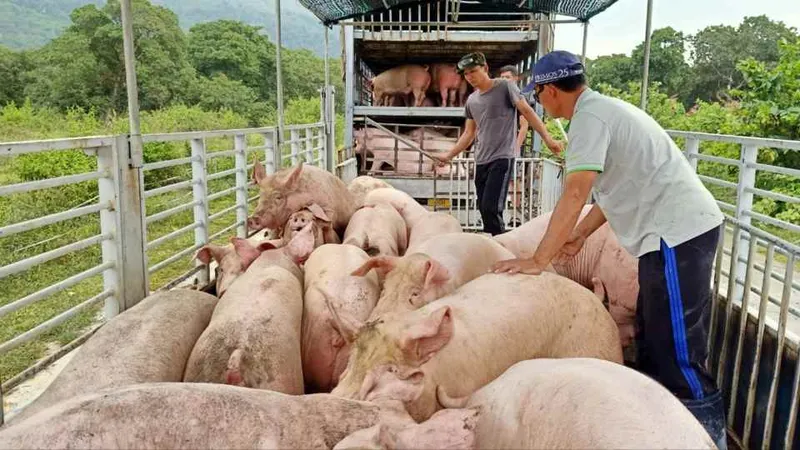 Nhơn Trạch nỗ lực di dời trang trại chăn nuôi