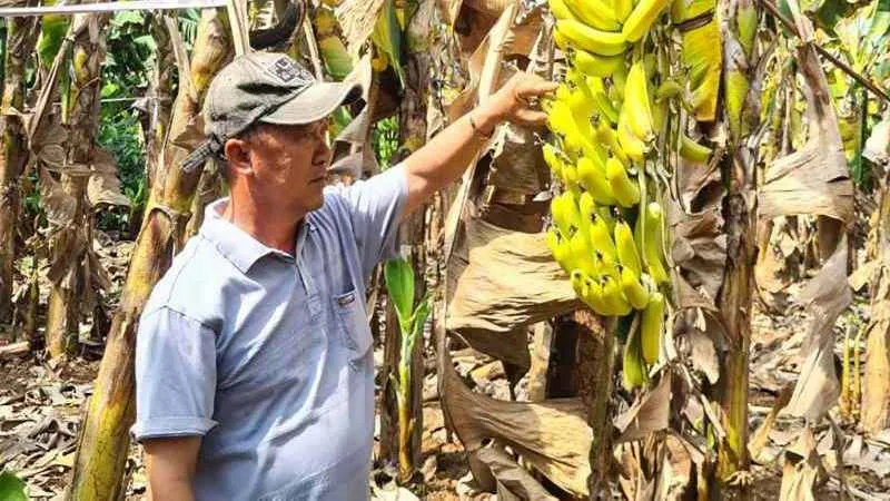 Sản xuất nông nghiệp không theo quy hoạch: Thiệt đơn, thiệt kép - Bài 2: Bài học nhãn tiền về… chuối, gạo
