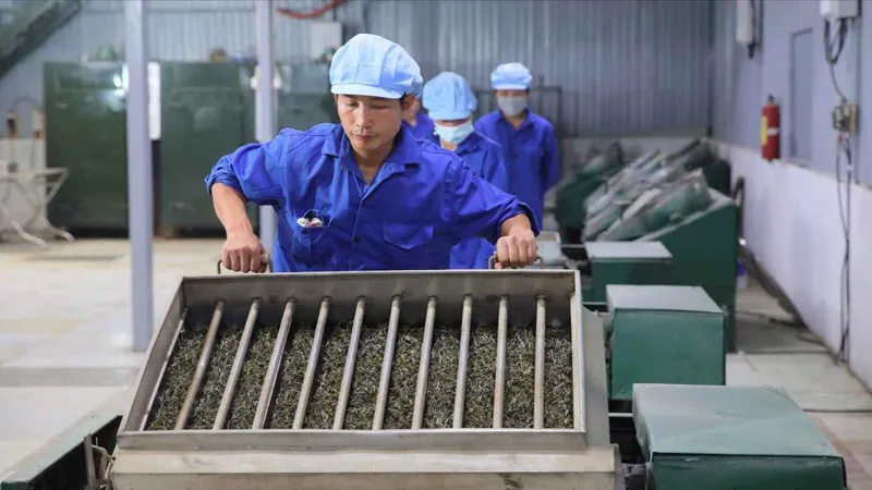 Thưởng thức hương vị của đất trời - Trà shan tuyết cổ thụ giữa lòng TPHCM