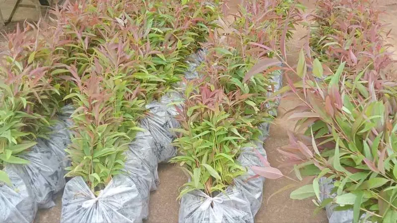 Kon Tum: Hỗ trợ 14.000 cây giống cho người dân trồng dặm trên diện tích rừng bị chết