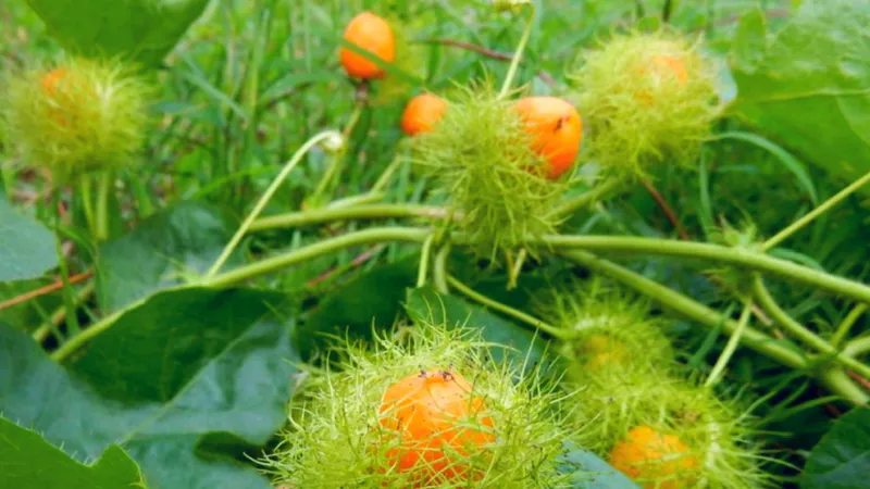 Trái nhãn lồng là “món ngon” ngày hè của trẻ em nông thôn