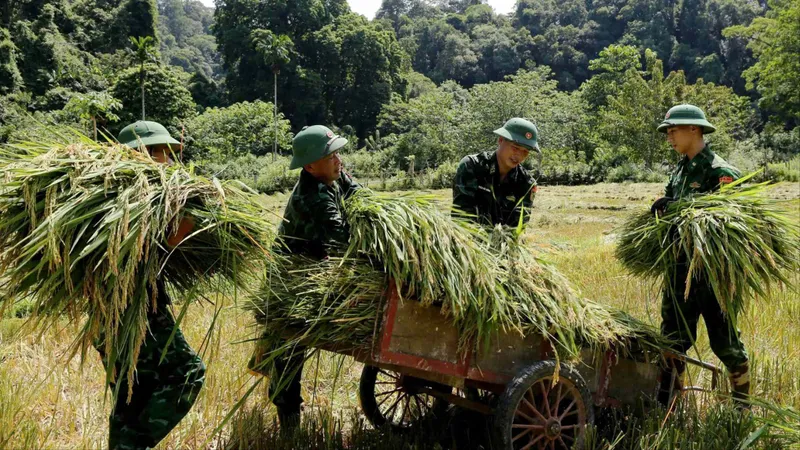 Cán bộ, chiến sĩ Bộ đội Biên phòng bản Giàng giúp bà con thu hoạch lúa 