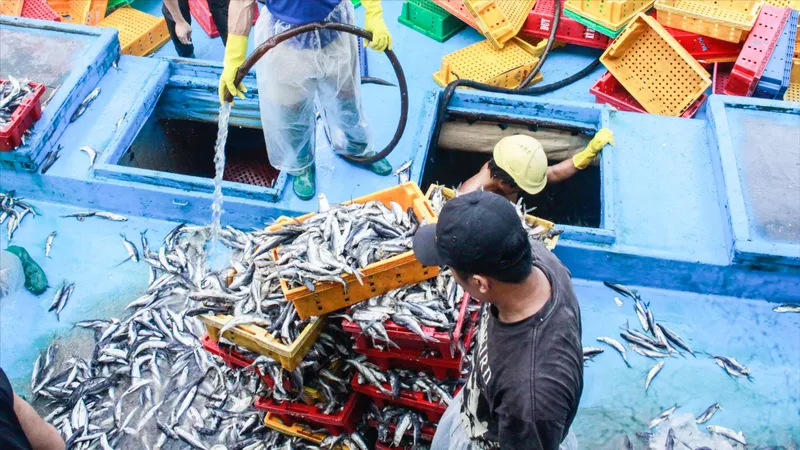 Ngư dân Quảng Ngãi hối hả bán những mẻ cá cuối cùng để “chạy” bão