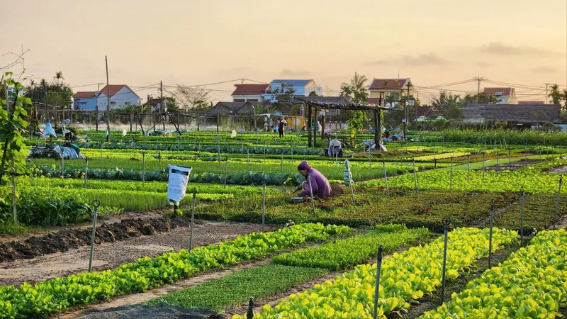 Làng rau Trà Quế được công nhận là Làng du lịch tốt nhất năm 2024