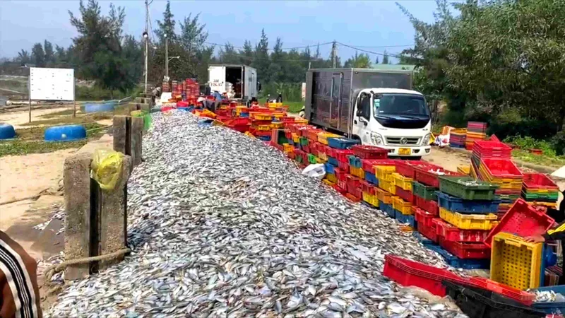 Ngư dân ở phường Kỳ Ninh trúng đậm cá ghé biển 