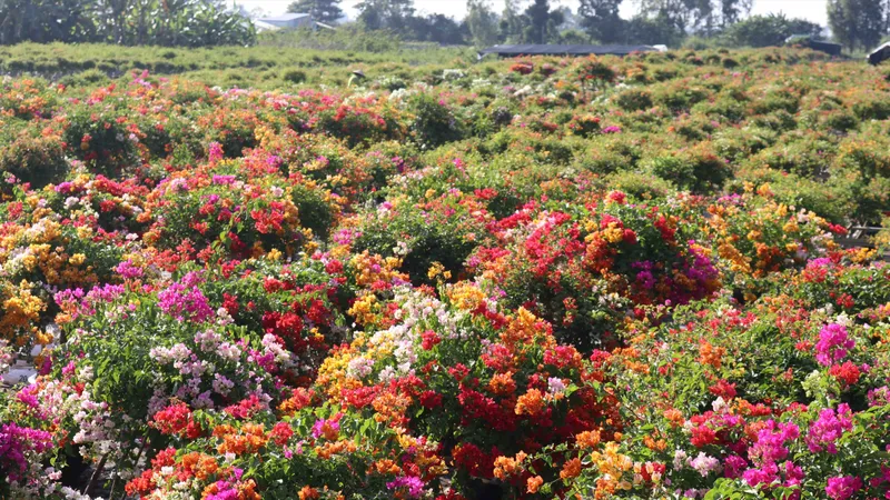 "Thủ phủ" hoa giấy miền Tây rực rỡ khoe sắc, nhộn nhịp đón tết
