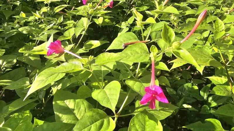 Hoa tiên có tên khoa học Mirabilis jalapa