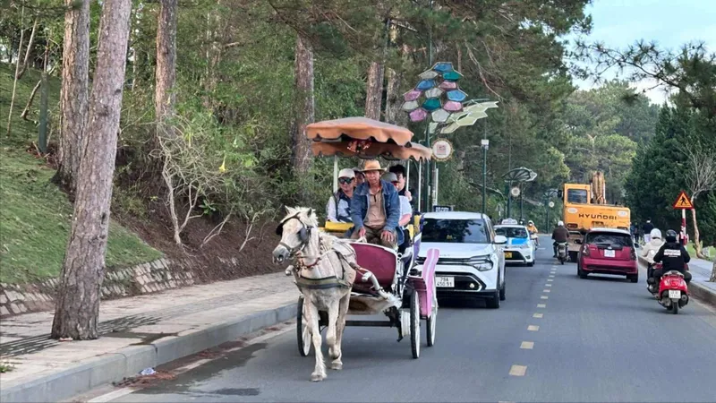 Đà Lạt dừng hoạt động xe ngựa vì nhiều lý do