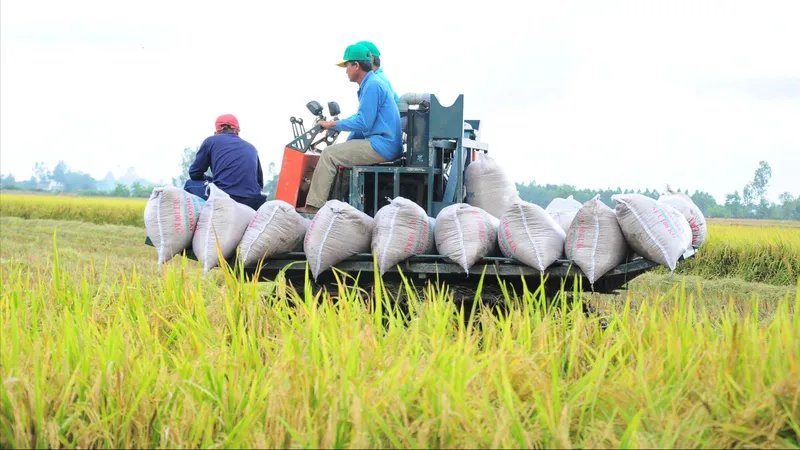 Các chuyên gia thảo luận đề xuất các giải pháp để nâng cao chất lượng hạt gạo Việt Nam 
