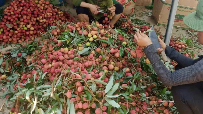 "Vải chín sớm" đã xuất hiện trên thị trường