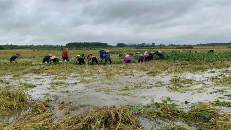 Các đoàn thể, người dân nỗ lực vớt, đẩy cây bèo tây ra khỏi ruộng lúa ở xã Kỳ Phong