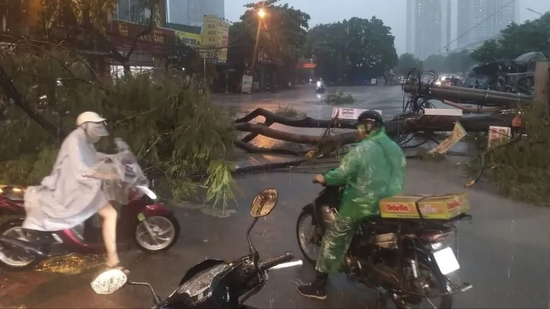 Mưa dông gây đổ cây