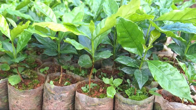 Không nhận hoa, ban tổ chức đại hội xin nhận cây giống để giúp người dân