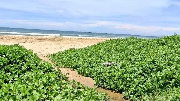 Dòng nước thải đen kịt chảy ra biển Mũi Né