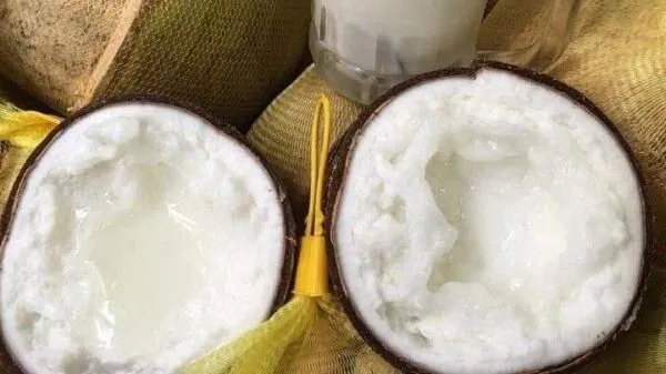 Dừa sáp - món quà ngẫu nhiên của đất trời