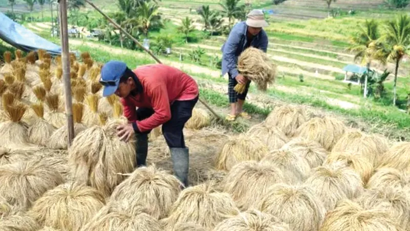Nông dân phơi lúa sau thu hoạch tại làng Jatiluwih ở Tabanan, Bali, Indonesia. Ảnh: ANTARA 