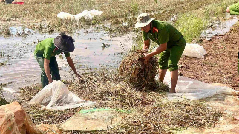 Đắk Lắk: Hàng chục cán bộ xã xuống đồng gặt lúa, giúp dân chạy lũ