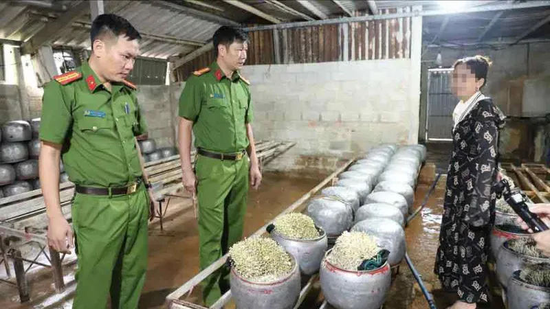 Lực lượng chức năng kiểm tra hiện trường khu vực trồng giá đỗ 