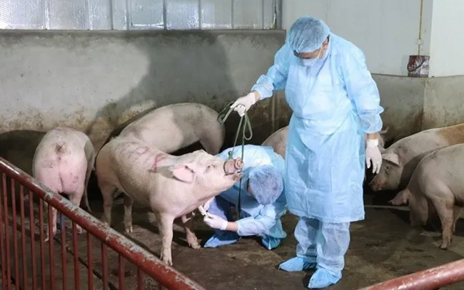 TPHCM: Triển khai nhiều giải pháp để phòng chống dịch tả heo châu Phi