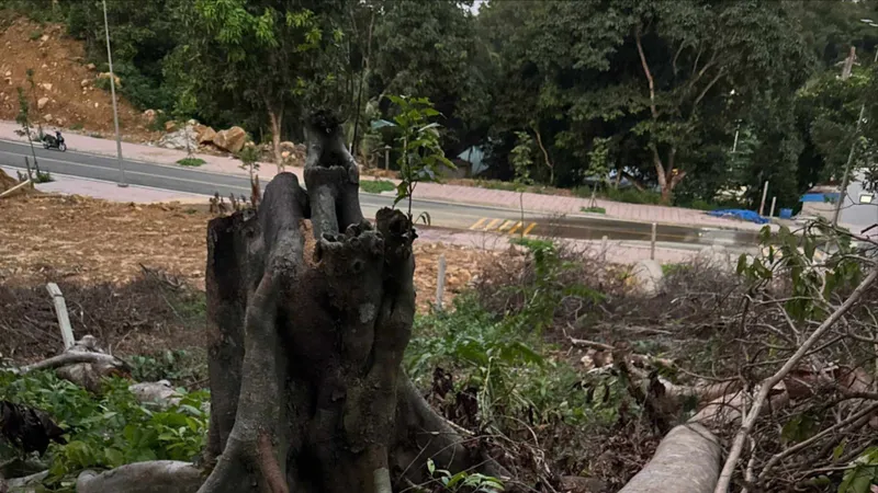 Xác minh việc chặt hạ cây rừng tự nhiên ở Đặc khu Côn Đảo, TPHCM