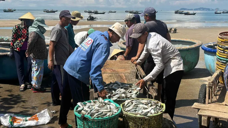 Ngư dân Long Hải trúng mùa cá trích 