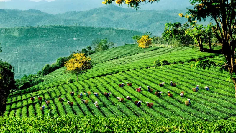 Mở hướng phát triển bền vững cho trà Việt