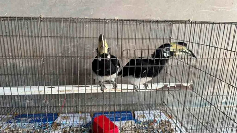 Đồng Tháp: Người dân giao nộp 2 cá thể chim Cao Cát quý hiếm trong sách đỏ