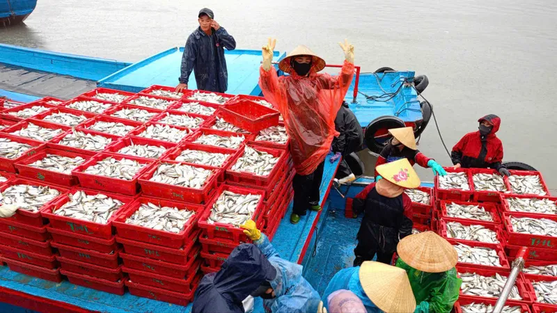 Hàng tấn cá các loại chất đầy các khay nhựa để đưa vào bến tiêu thụ 