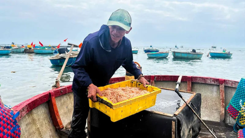Ngư dân Quảng Ngãi vào vụ ruốc biển
