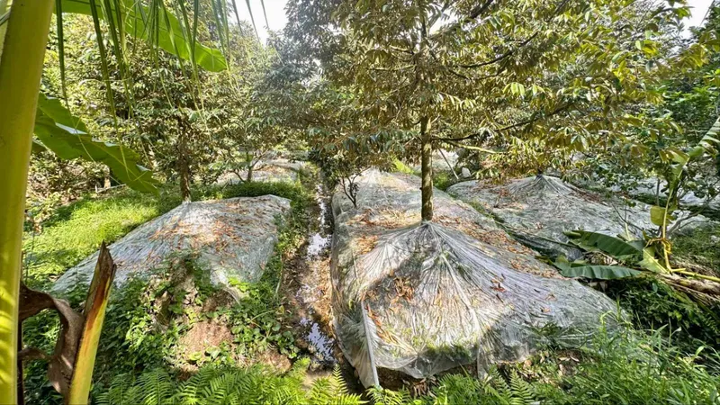 Người dân xã Ngũ Hiệp đắp mô sầu riêng cao để bảo vệ cây sầu riêng không bị nhiễm mặn