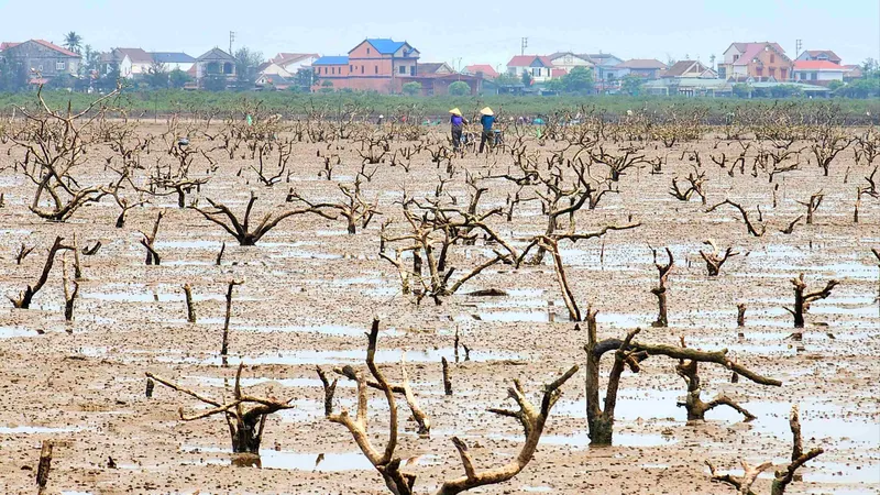 Cây rừng ngập mặn chết la liệt thành củi khô mục nát dọc ven biển phường Hải Ninh