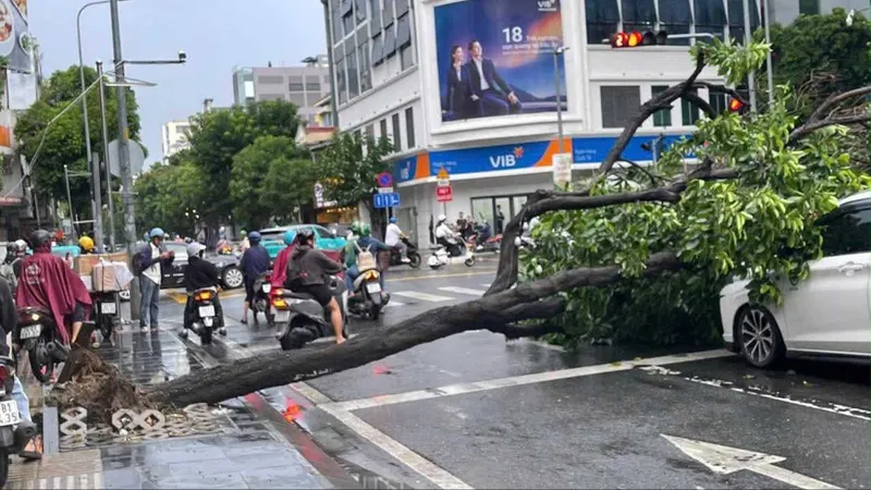 Cây xanh bật gốc do mưa dông, đè trúng 2 ô tô ở TPHCM