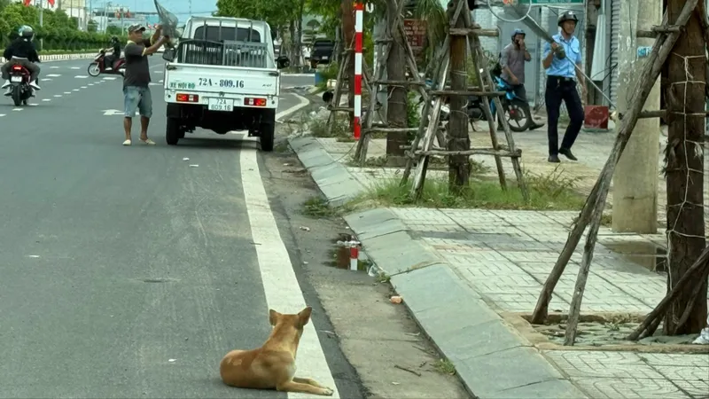 Xã Long Hải tăng cường tuần tra, bắt giữ chó thả rông