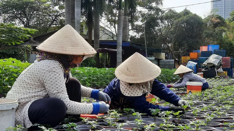 TPHCM: Tất bật chuẩn bị cho mùa hoa Tết Nguyên đán 2024