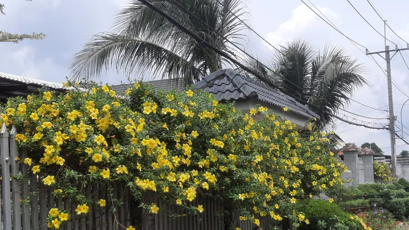 Những chiếc cổng nhà rực rỡ sắc hoa